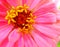 Closeup of a bright pink Zinnia dahlia flower