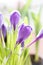 Closeup of bright purple crocus blooms in Spring