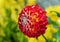 Closeup of the bright red Dahlia \\\'Arabian Night\\\'