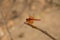 Closeup of bright red dragonfly over the sprig