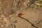 Closeup of bright red dragonfly over the sprig, blurred background