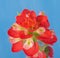 Closeup of a bright red Indian Paintbrush flower