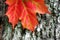 Closeup of bright red maple leaf on rough bark.