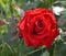 A closeup of  a bright red rose flower, tea hybrid Black Magic cultivar
