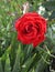 A closeup of  a bright red rose flower, tea hybrid Black Magic cultivar