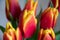 Closeup of bright red tulip flowers in soft focus with blurred background. Vibrant color floral backdrop of orange flower heads