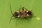 Closeup of a Bright-spotted Groundbug Rhyparochromus vulgaris camouflaged on a green leaf