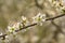 Closeup of bright white blackthorn blossoms - prunus spinosa