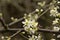 Closeup of bright white blackthorn blossoms - prunus spinosa