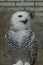 Closeup on a bright white captive European snowy owl, Bubo scandiacus