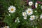 Closeup bright white daisy flowers blooming with yellow pollen and raindrop on street side among green leaves on rainy day