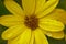 Closeup of a bright yellow african daisy flower in the garden