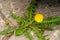 Closeup of a bright yellow blooming Sow Thistle Sonchus oleraceus on green grass