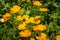 Closeup of bright yellow California poppy flowers with green background