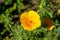 Closeup of a bright yellow California poppy and green background