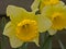 Closeup of bright yellow  daffodil in the garden