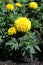 Closeup of bright yellow flowerhead of marigold