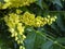 Closeup of bright yellow flowers on a Mahonia bush