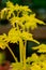 closeup of the bright yellow foliage of 'White Gold' bleeding heart. Lamprocapnos Dicentra spectabilis