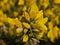 Closeup of bright yellow gorse flowers