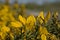 Closeup of bright yellow gorse flowers