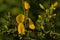 Closeup of a bright yellow scotch broom flower in spring   - Cytisus scoparius