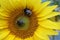 Closeup of a bright yellow sunflower blossom with two bumblebees