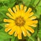 Closeup of a bright yellow Zinnia Dahlia