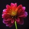 a closeup of a brightly coloured blossom against a dark background.