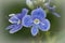 Closeup on a brilliant blue germander speedwell flower, Veronica chamaedrys