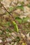 Closeup on a brilliant green Egyptian grasshopper, Anacridium aegyptium, hanging well protected on a blackberry twig