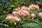 Closeup of brilliant pink blooms of a Persian Silk Tree