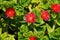 Closeup of the brilliant red flowers of the baby sun rose, Mesembryanthemum cordifolium