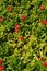 Closeup of the brilliant red flowers of the baby sun rose , Mesembryanthemum cordifolium succulent