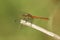 Closeup on the brilliant red male of the Ruddy darter dragonfly, Sympetrum sanguineum