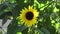Closeup of a brilliant yellow sunflower