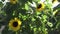 Closeup of a brilliant yellow sunflower