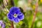 Closeup on the brlliant blue flowers of germander speedwell, Veronica chamaedrys growing in spring in a meadow, sunny day, natural