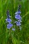 Closeup on the brlliant blue flowers of germander speedwell, Veronica prostrata growing in spring in a meadow, sunny day, natural