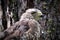 Closeup of a broad-winged hawk head against a bark background