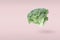 Closeup broccoli soars in the air on a pink background.