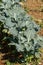 Closeup of broccoli in vegetable garden