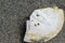 Closeup of a broken sand dollar on the beach gravel