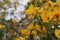 closeup of broom yellow flowers on grey and Green blurred background-Spring background with beautiful flowers