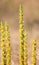 Closeup of broomrape plant