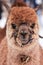 A closeup of a brown alpaca staring into the camera.