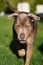 Closeup of brown American pit bull terrier walking towards