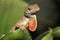 Closeup of Brown Anole with Throat Fan Extended