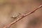 Closeup on a brown ant-like instar nymph of Camptopus lateralis on a twig