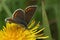 Closeup of brown argus (Aricia agestis) with open wings on a yellow flower of a dandelion